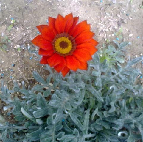 تصویر پرسش و پاسخ گیاه